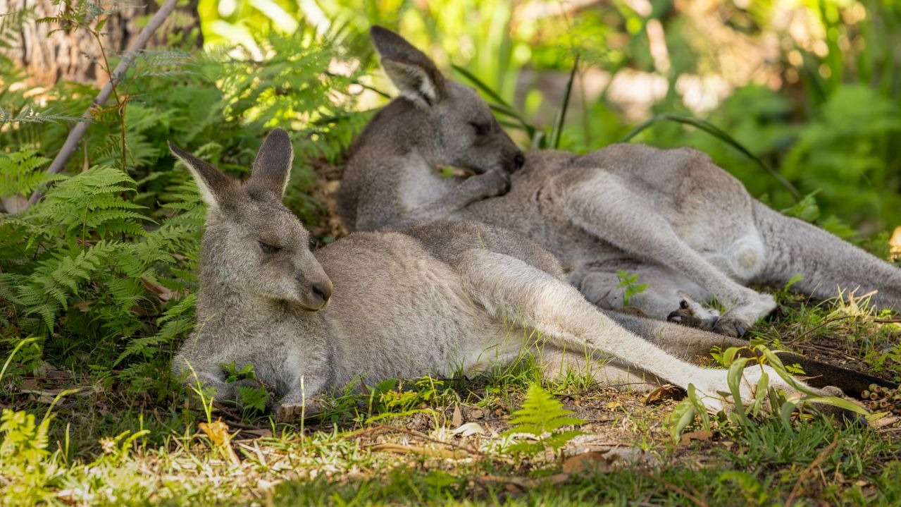 How to Help Local Wildlife Without Accidentally Harming It