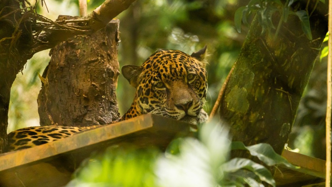 12 Fascinating Facts About Jaguars, and Why They Matter to the Rainforest
