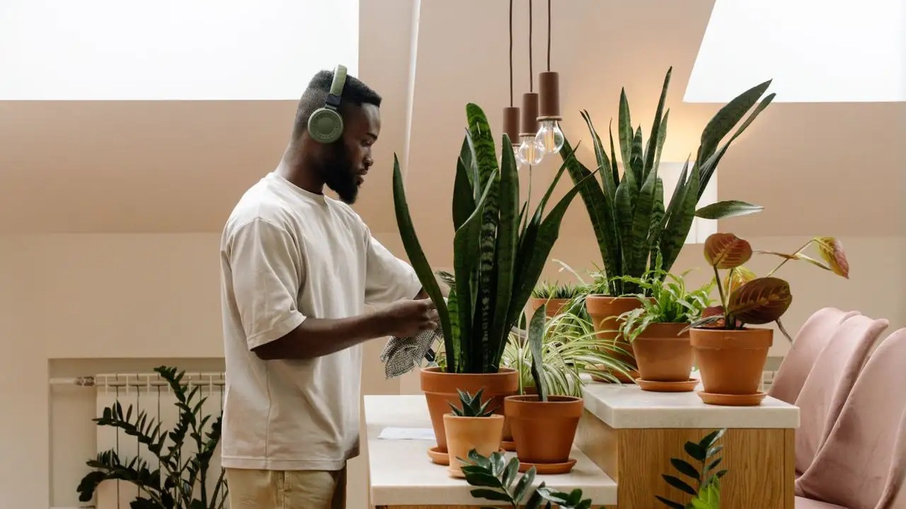 Do Houseplants Actually Clean the Air?