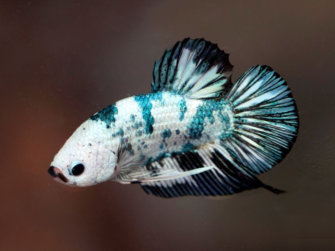 pexels-andromeda99-37866566