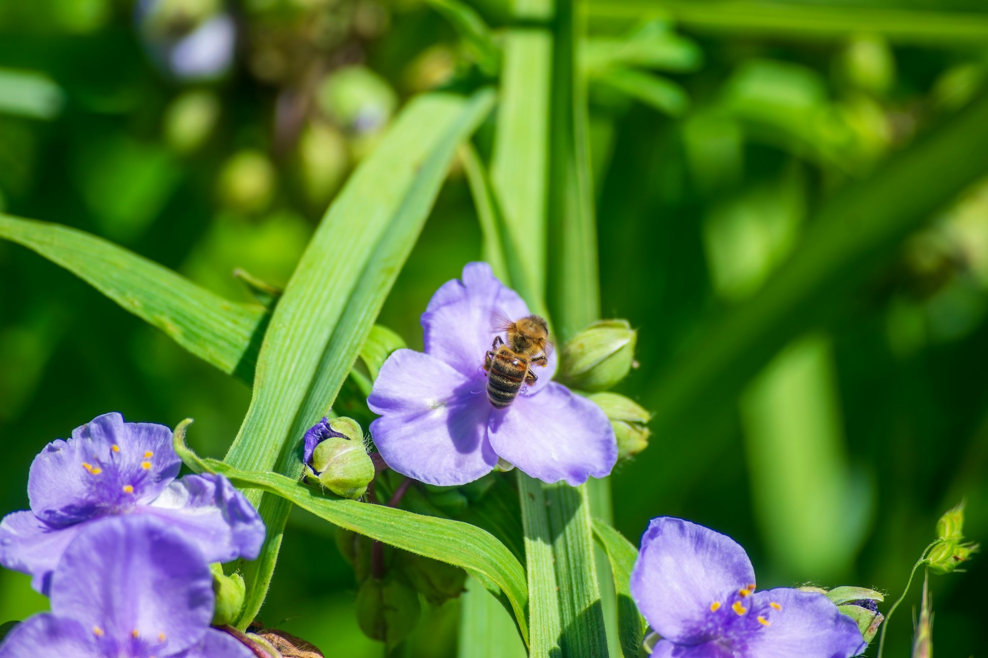 How to Turn Your Garden Into a Haven for Pollinators