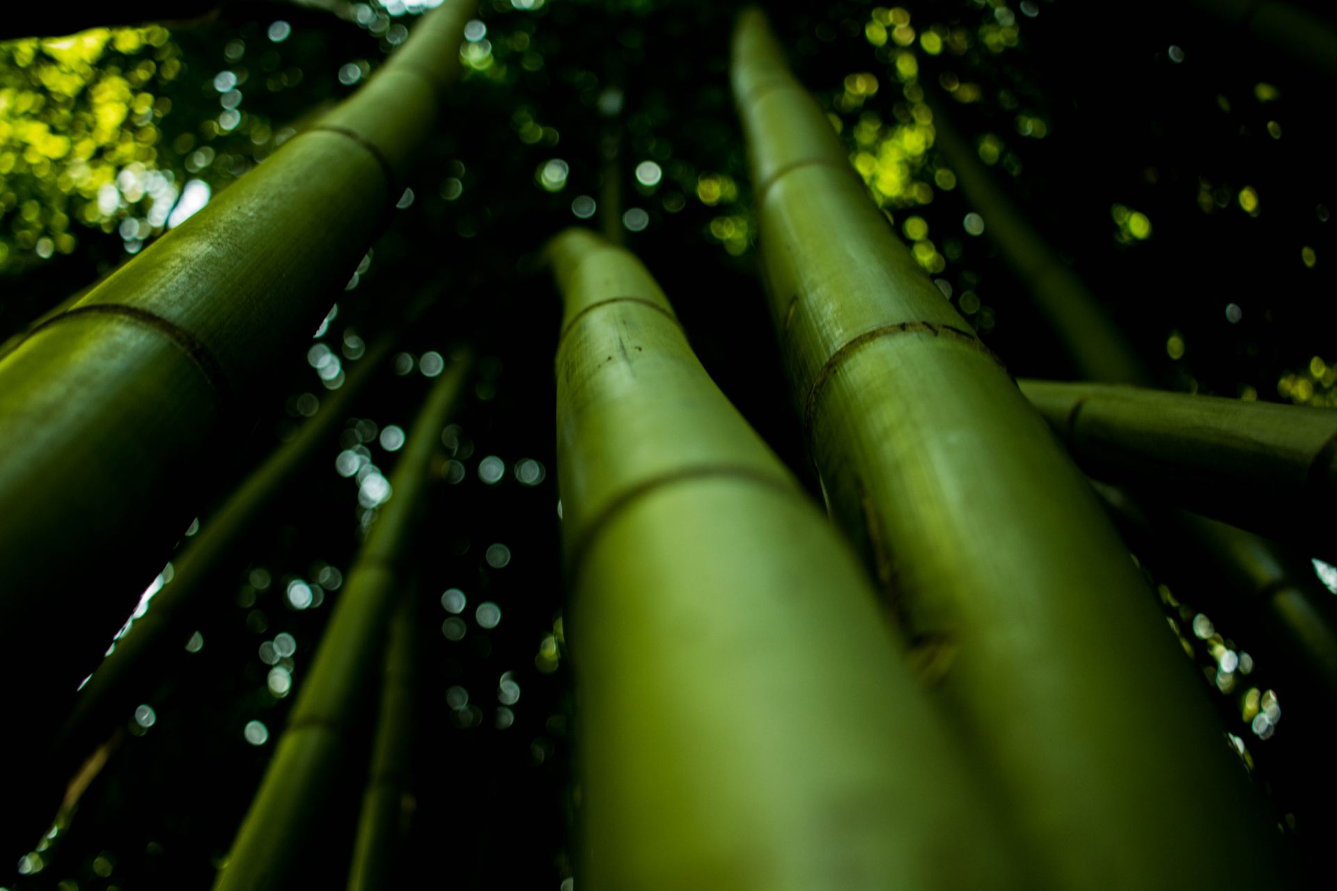 Is Bamboo Actually Sustainable? What the Evidence Says
