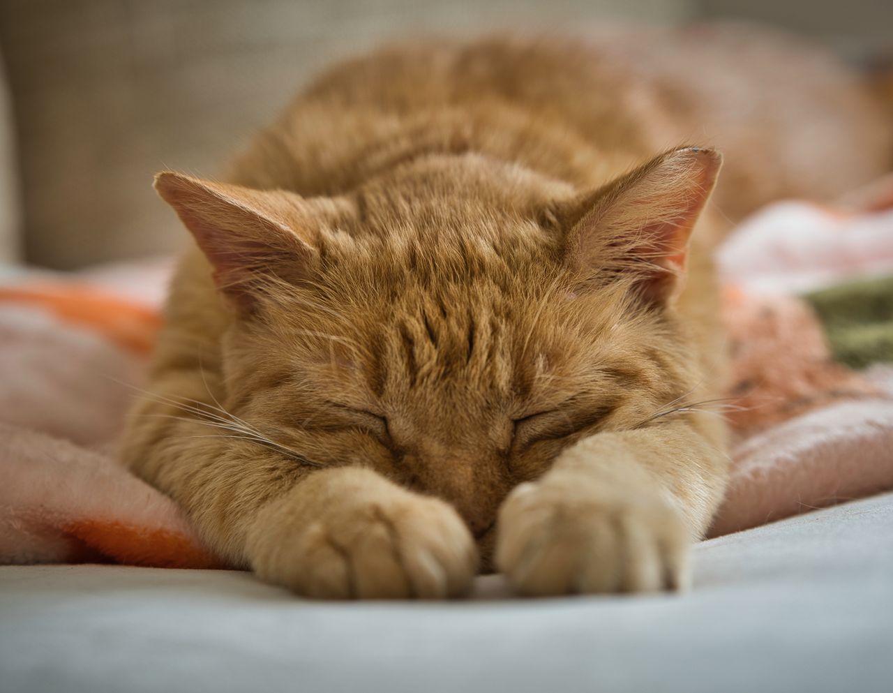 Do Cats Really Purr Only When They're Happy?