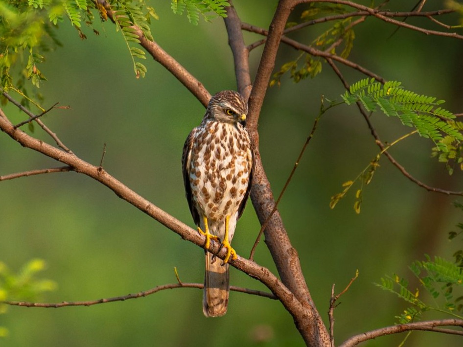 pexels-rajukhanp-29253925