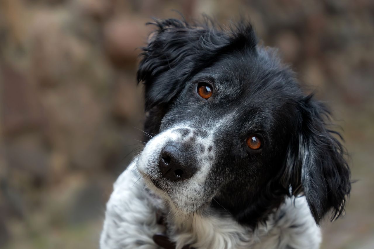 Why Do Dogs Tilt Their Heads When You Talk to Them?