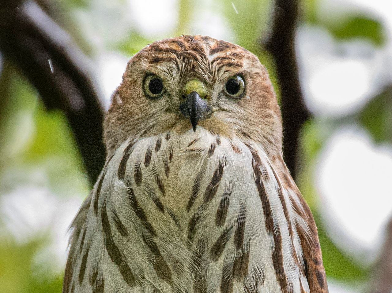 pexels-rajukhanp-17527189