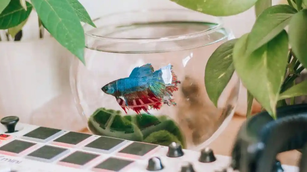 Do Betta Fish Really Belong in Tiny Bowls?