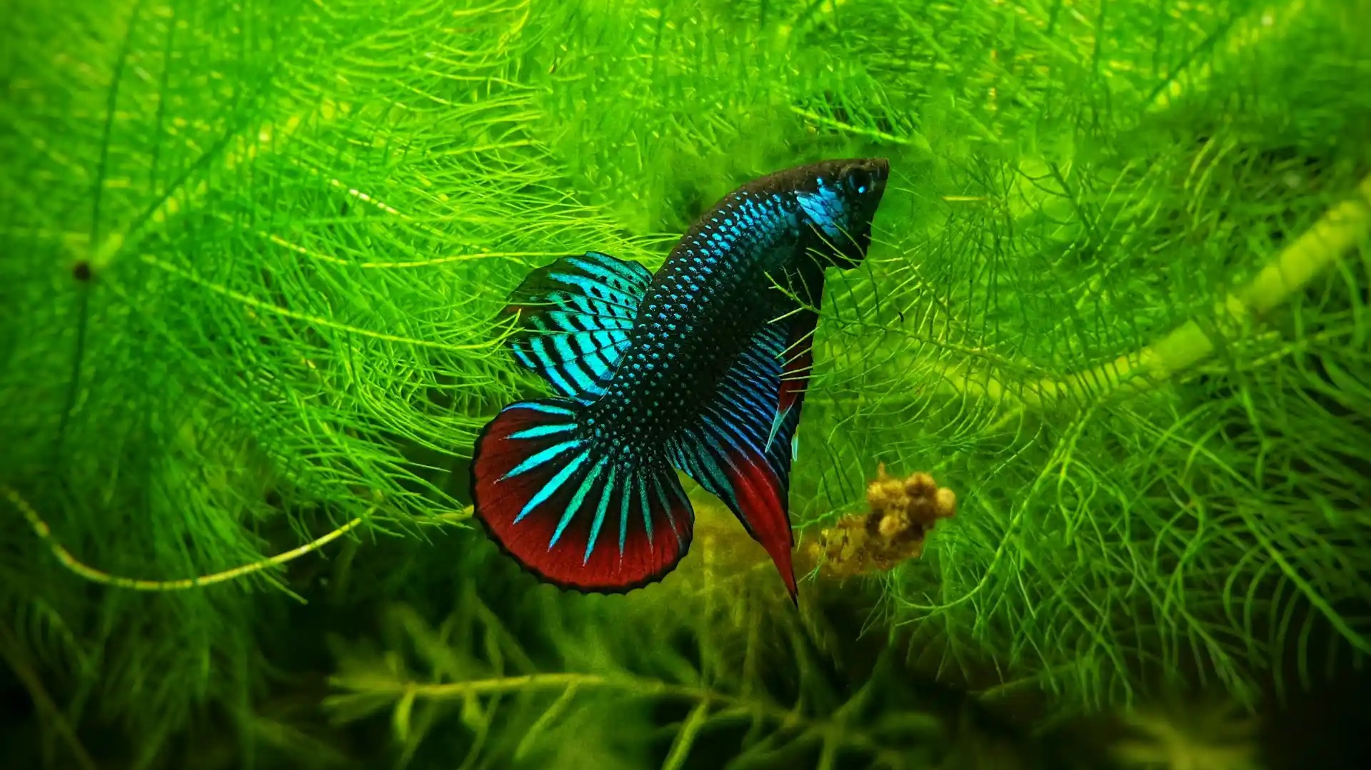 Every Type of Betta Fish Explained