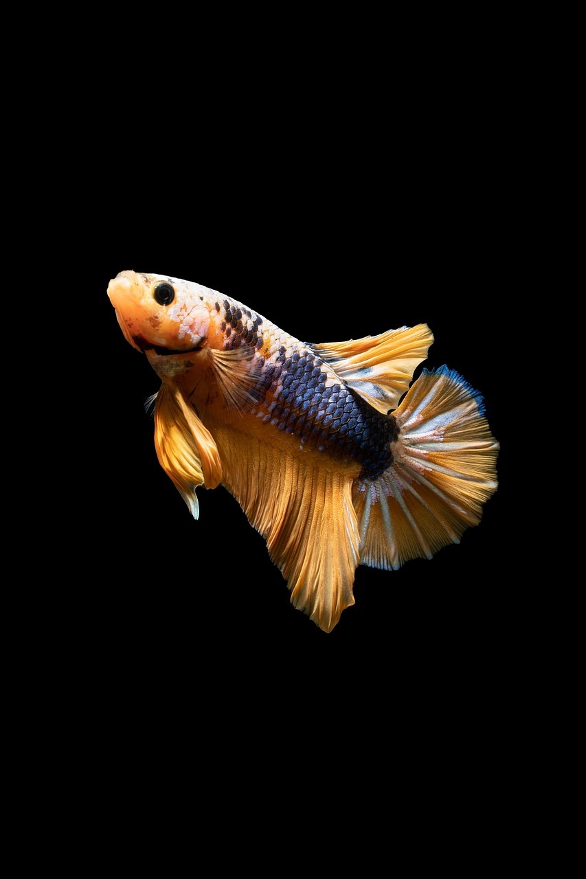 u_e513exii8e-fish-7593108_1280