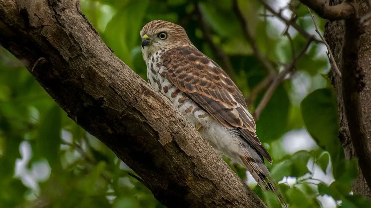 The Bird We Nearly Lost, and the People Who Saved It