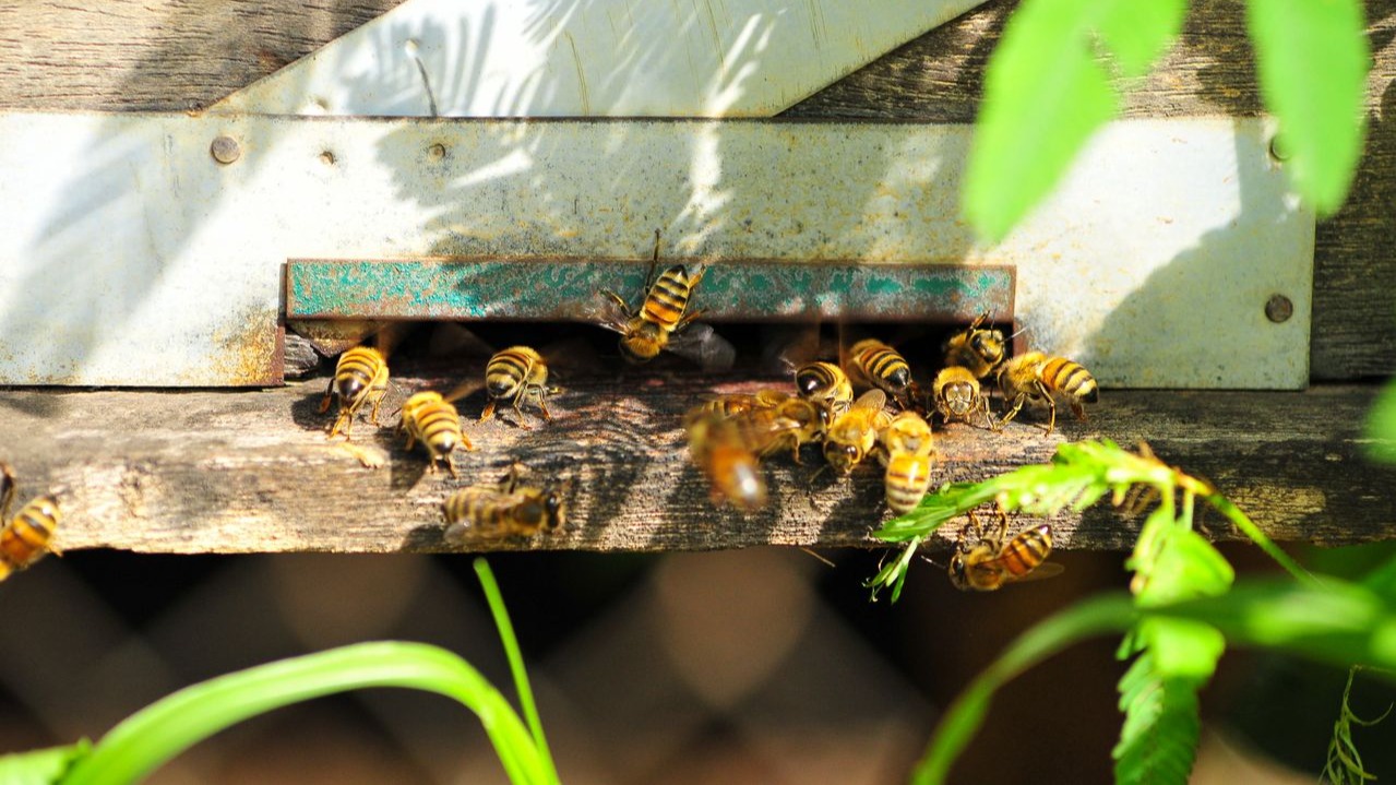 Why Bees Do Far More for You Than Make Honey