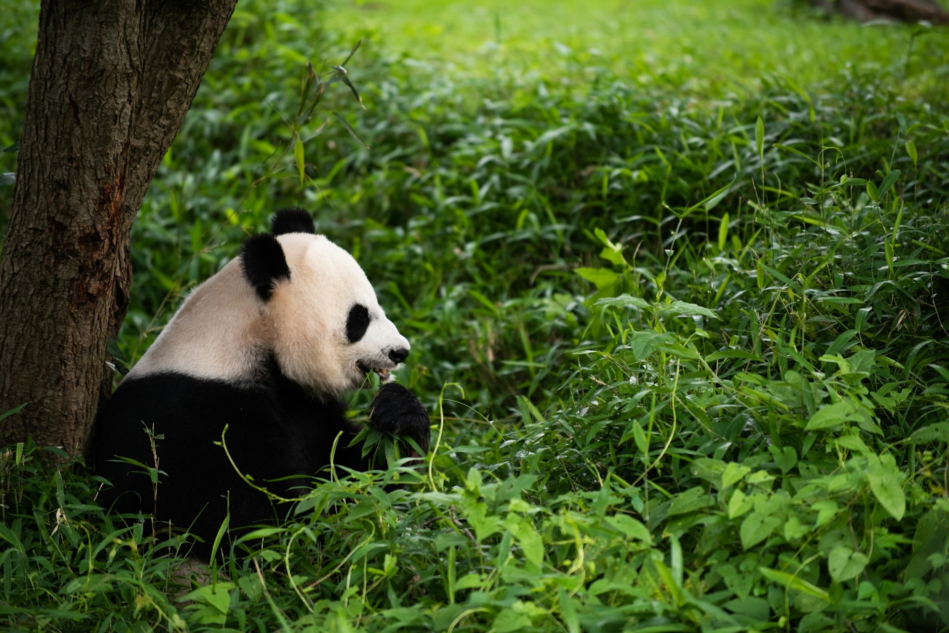What "Endangered" Really Means, and How a Species Gets Listed